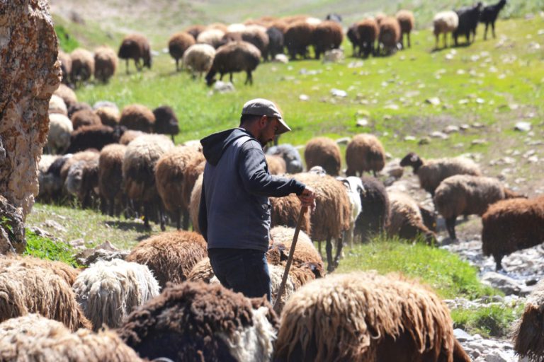 “Çoban sorunun çözümü öncelikli ele alınmalı”