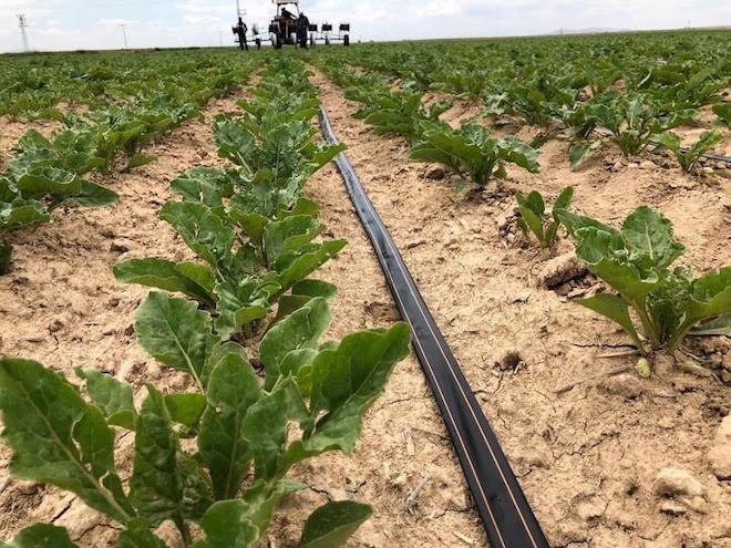 Tarımda damla damla su tasarrufu