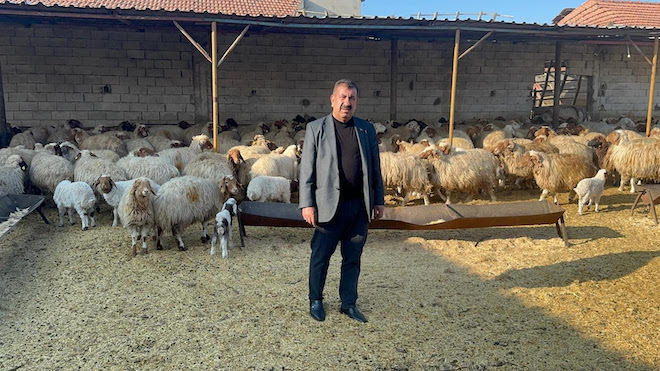 Depremden etkilenen illerde küçükbaş hayvan dağıtımı tamamlandı