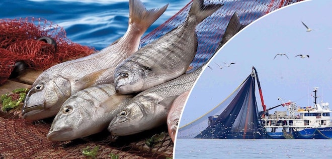 Yasa dışı su ürünleri avcılığına 81 ilde denetim