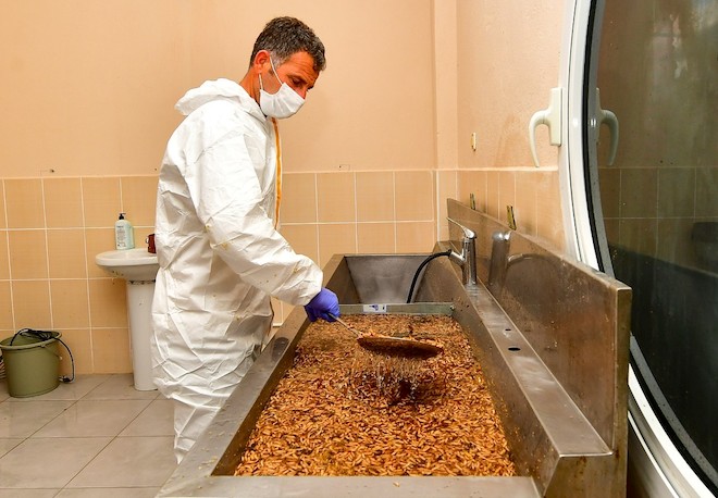 İzmir Büyükşehir Belediyesi can dostlar için üretiyor