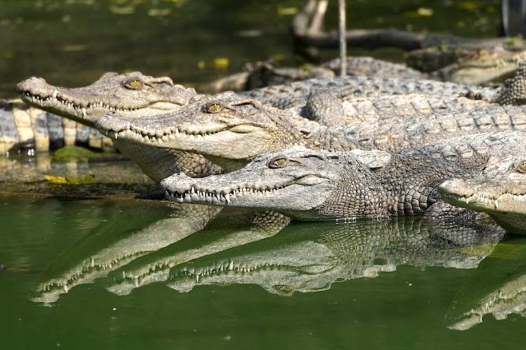 Haikui Tayfunu’ndan kaçan 69 timsahın tamamı yakalandı