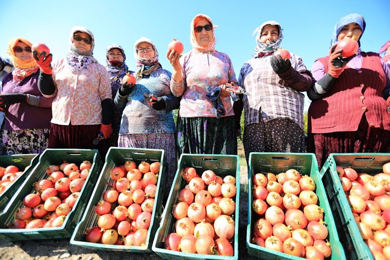 Zeytinköy narı ilk kez şenlikle buluşuyor