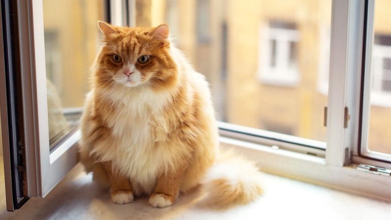 kedi