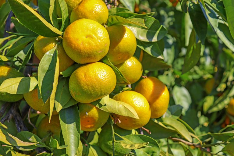 mandalina