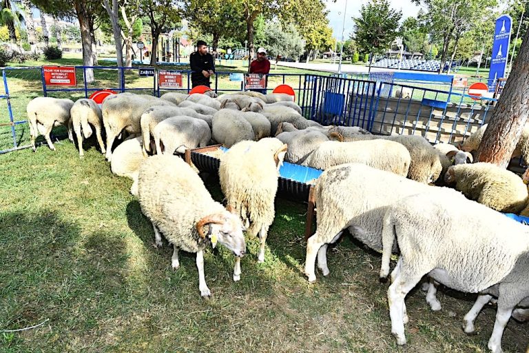 Ödemişli üreticiye küçükbaş ve tohum desteği