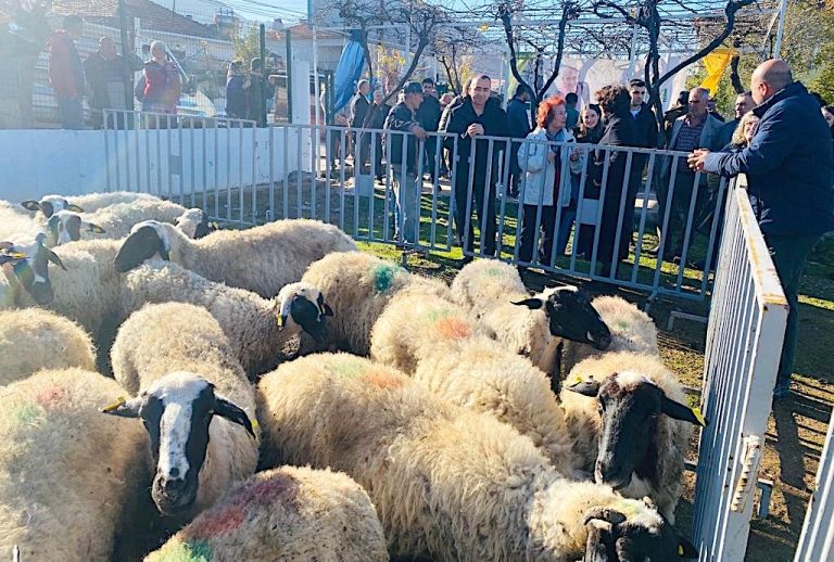 Küçükbaş destekleri 5 yılda 10 bini aştı