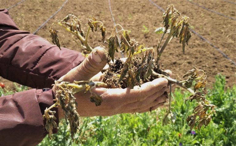 Tarım Sigortaları Havuzu’ndan bazı ürünlere teminat