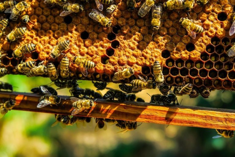 Arı sütü ve polenine dışarıdan herhangi bir madde eklenmeyecek