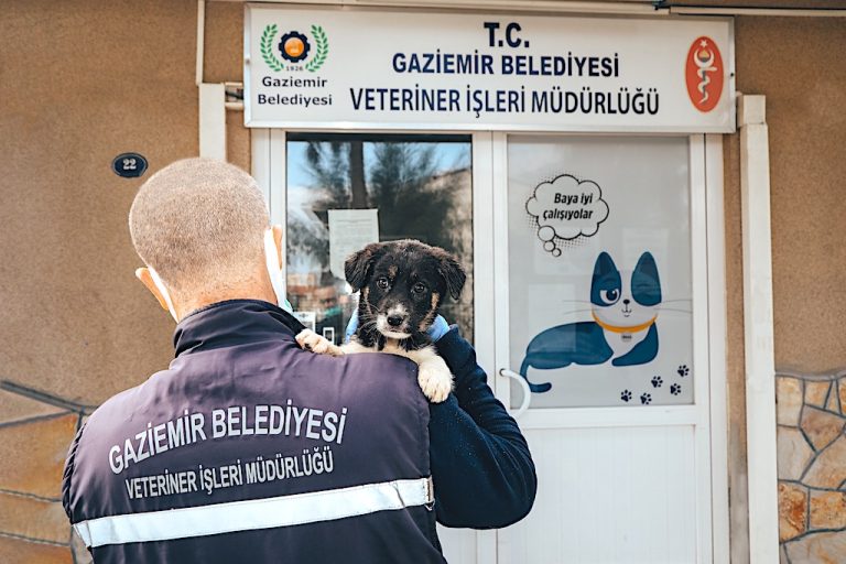 Gaziemir’de 27 bin 631 hayvana veteriner sağlık hizmeti