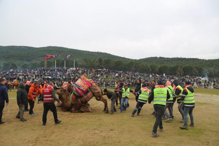 Pehlivan develer Torbalı Arenasına inecek