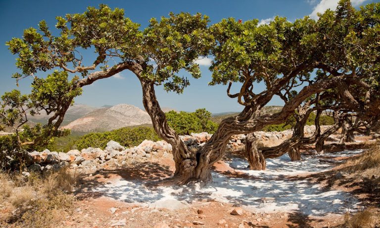 Çeşme’de, 100 bin sakız ağacı dikilecek