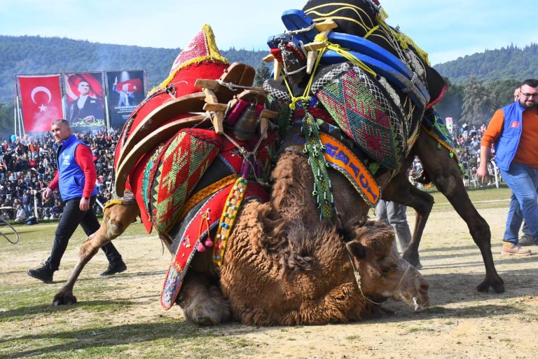 Torbalı’da Deve Güreşi Festivali büyük coşkuyla gerçekleşti