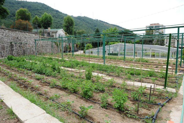 Karşıyaka’da bostanlar artıyor, kentsel tarım güçleniyor