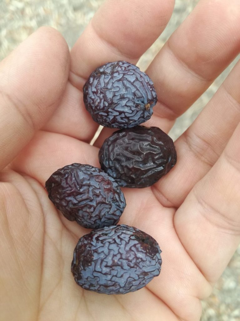 Karaburun’da ‘Furma’ resmen marka