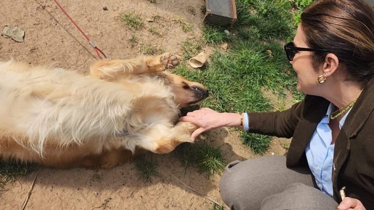 Bucaklıoğlu’ndan can dostlara modern barınak ve otel projesi