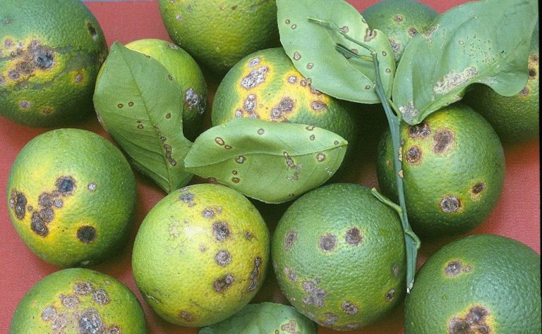 Narenciye sektöründen yeşillenme hastalığı için ‘mücadele’ çağrısı