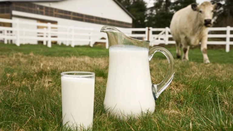 Toplanan inek sütü miktarı yıllık %13,1 arttı