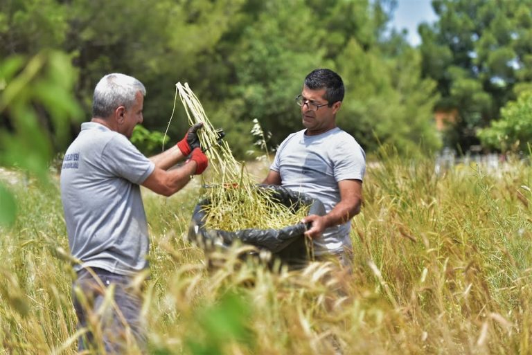 Üreticiye atalık tohum desteği 