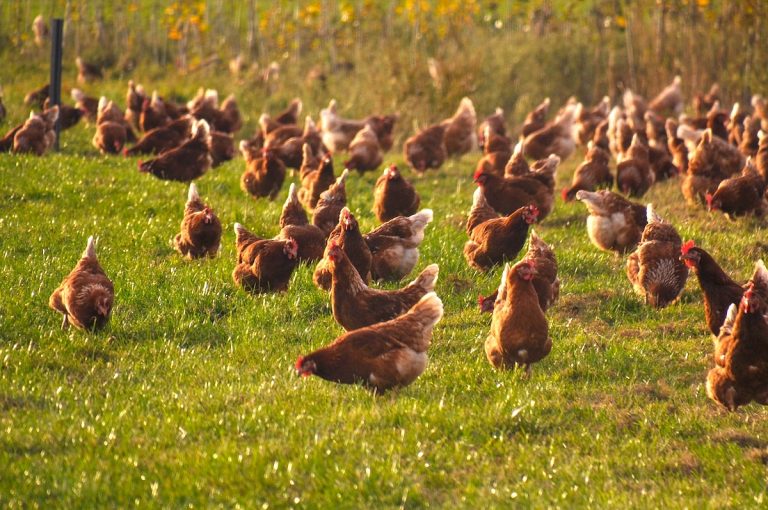 Tavuk eti ve yumurta üretimi haziranda azaldı