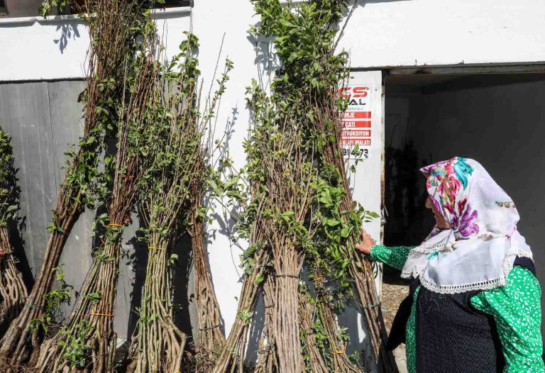 Buca Belediyesi’nden üreticiye fidan desteği