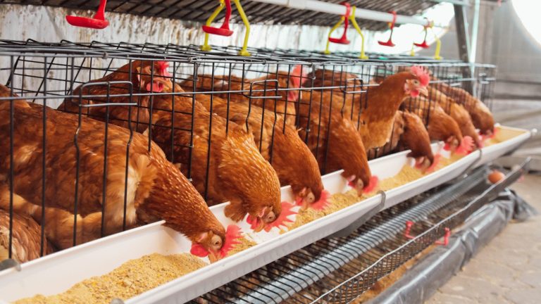 Tavuk yumurtası üretimi yüzde 4,1 arttı