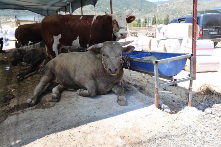 Bayraklı Belediyesi Kurban Bayramı’na hazır