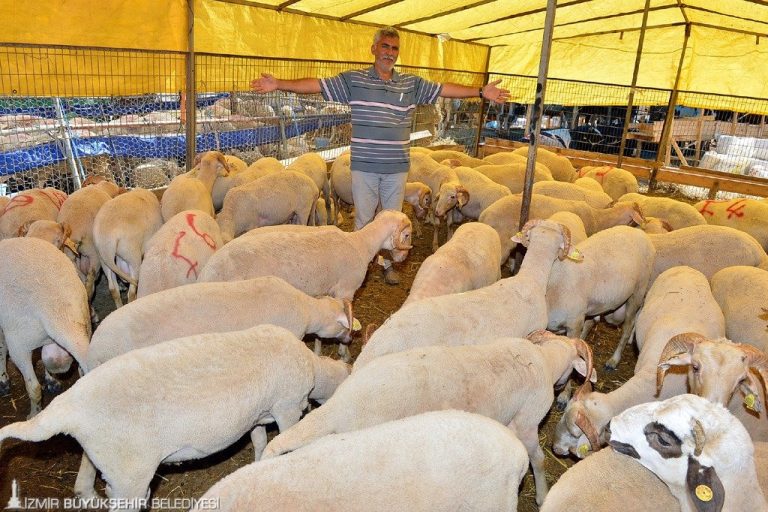 Kavurmalar ihtiyaç sahiplerinin sofrasına ulaştırılacak