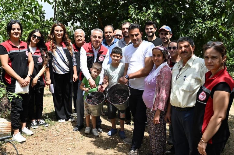 Tire’de karadut hasadı başladı