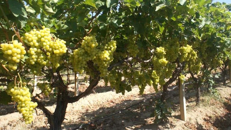 Superior Seedless çeşidi sofralık üzümün ihracat yolculuğu başladı