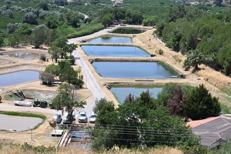 İzmir’de 5 milyon yavru sazan balığı üretimi hedefleniyor
