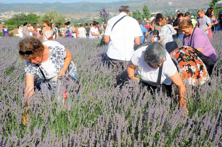 Seferihisar’da lavanta hasadı zamanı