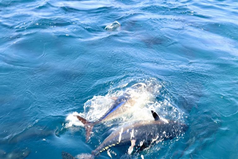 İzmir’deki orkinos çiftlikleri dünyaya açılıyor