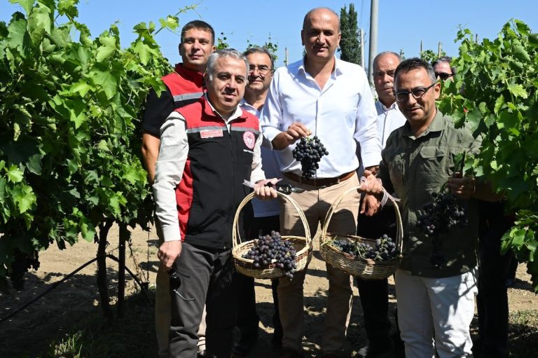 Selçuk’ta yerli ve milli üzüm çeşitleri yaygınlaşıyor
