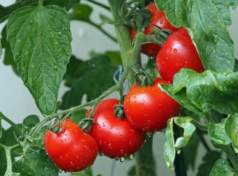 Salçalık domatesin tarla fiyatı 2 TL