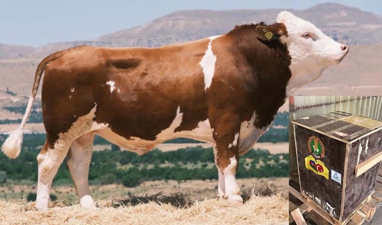 TİGEM’den Azerbaycan’a ikinci sperma ihracatı