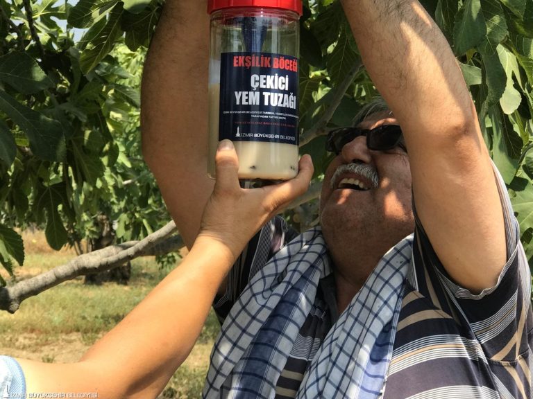 İncirde ekşilik böceği ile doğal mücadele