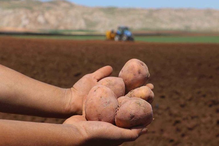 AB’de çok az çiftlik organik patates üretiyor
