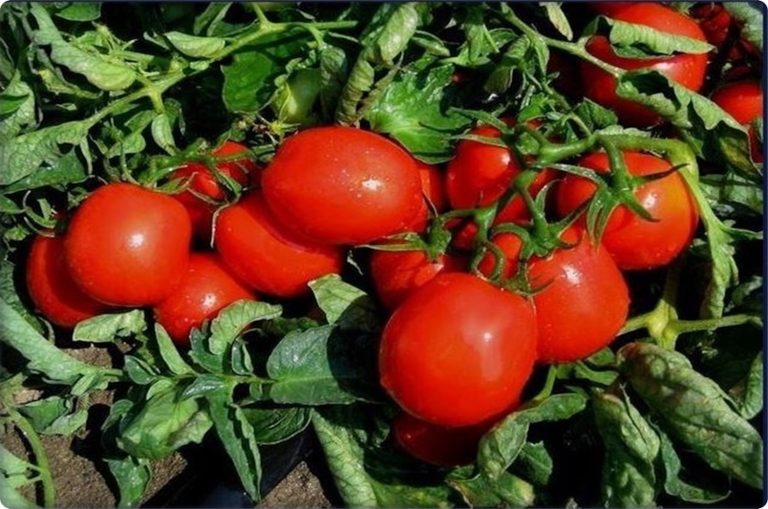 Domates fiyatları çiftçiyi bitirdi 
