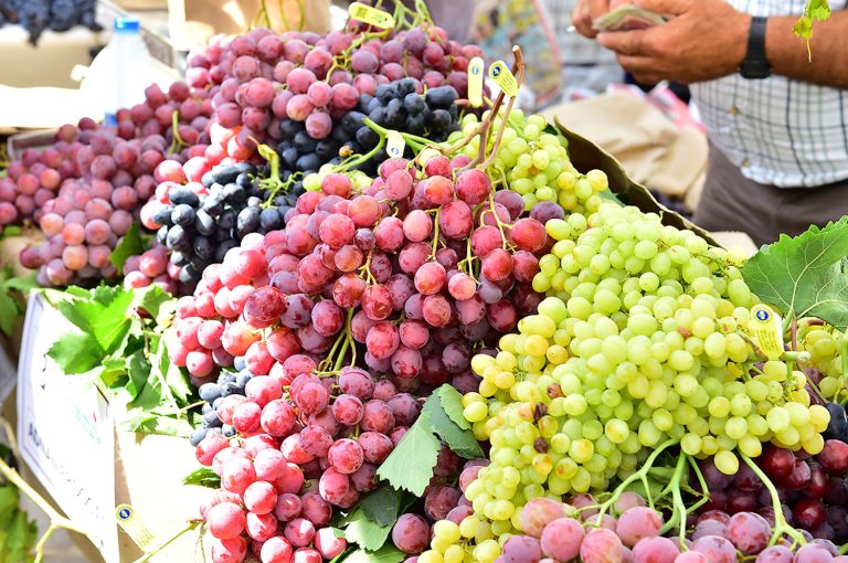 Urla’da 2600 yıllık gelenek: Bağbozumu Şenlikleri