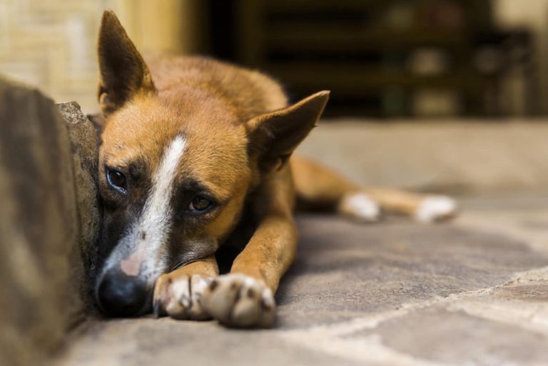 İngiliz turistlerden ‘köpek katliamı’ yasasına boykot