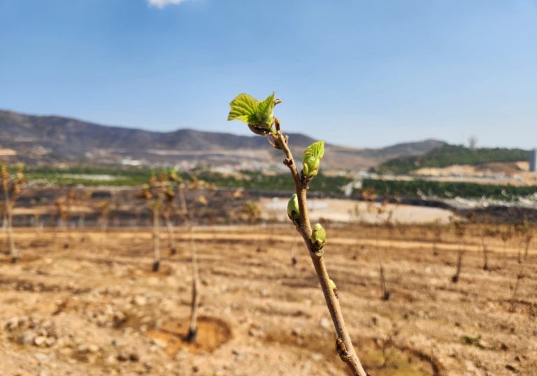 İzmir’in yanan ormanları yeniden hayata dönüyor