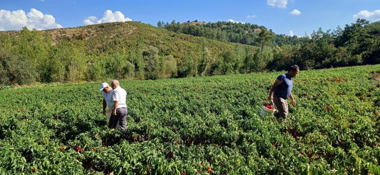 Agonya Kapya Biberi coğrafi işareti hak ediyor
