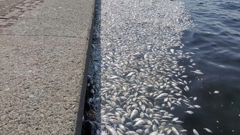 İzmir Körfezi’ni kurtaracak acil eylem planı hazır