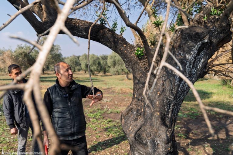 Zeytin ağaçları küllerinden doğacak