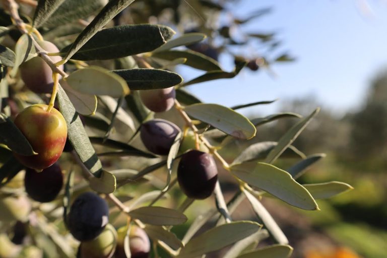 Bergama’nın zeytin ve fıstığı markalaşma yolunda