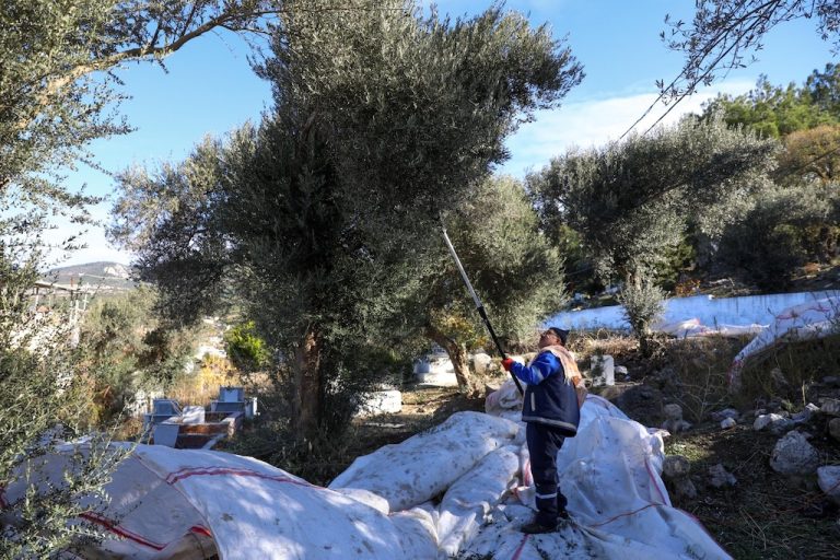 Buca Belediyesi zeytin hasadına başladı