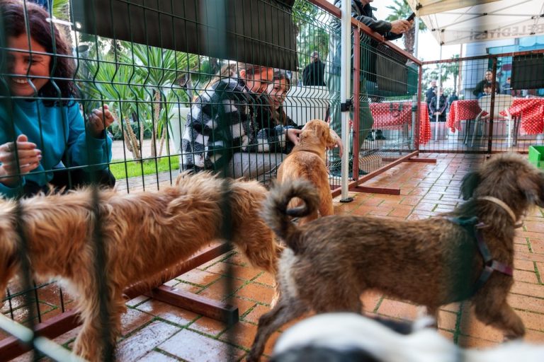 Patili dostlar yeni yıla sıcak yuvalarında girecekler
