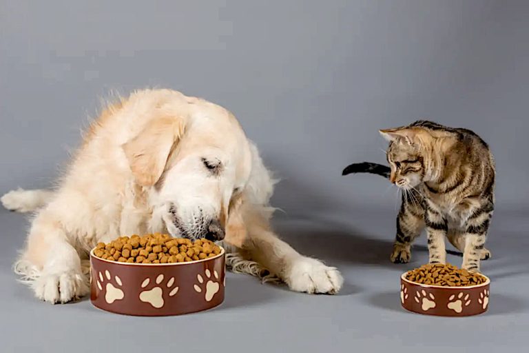 İnegöl Belediyesi kedi ve köpek maması satın alacak