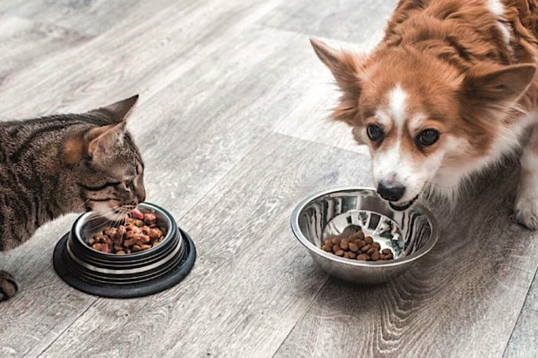 Siirt Belediyesi kedi ve köpek maması satın alacak
